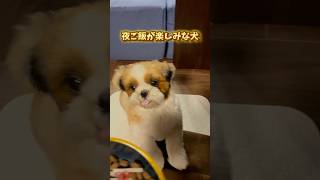 毎日のご飯が楽しみな犬　#dog #shihtzu #fyp #vlog #shorts #trend #シーズー