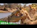 Win or Die (MEGA EPISODE) | Savage Kingdom | Nature Animal Documentary