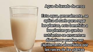 FERTILIZA TUS PLANTAS CON AGUA DEL LAVADO  DE ARROZ ¡!