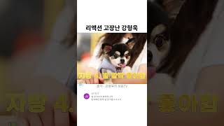 리액션 고장난 강형욱