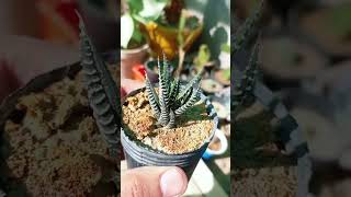 haworthia zebra #succulent