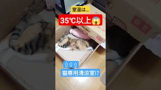 窓を全開にし、扇風機で暖気を逃がしています😡😡😡 #cat #shorts #暑さ対策 #体調管理