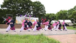 愛知大学 穂乃輪（継ゝ道）  2019.6.16らんまつり第1部