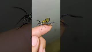 Trichura cerebrus wasp mimicry