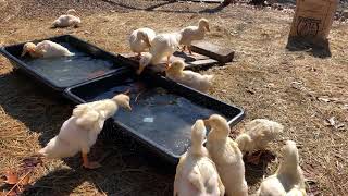 កូនទាលេងទឹក ducklings love water