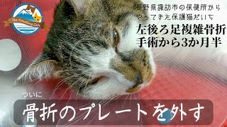 だいちの骨折治療～脛の骨のプレートを外す/Treatment of a fracture of the Daichi - removing the plate of his tibia bone.