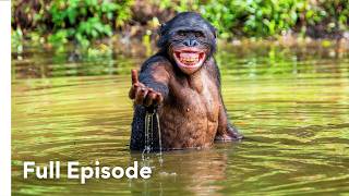 The Primate World Will Surprise You | Monkeys And More: Our Closest Relatives