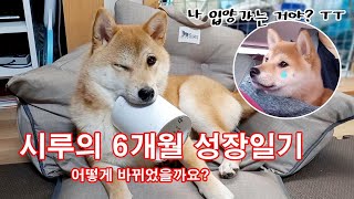 시바견 시루의 입양 6개월 성장일기! 어떻게 바뀌었을까요?