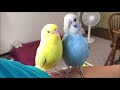 手乗りセキセイインコ達の水遊び（水浴び）♪bathing budgerigars