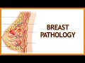 Breast Pathology (Inflammatory vs. Benign vs. Malignant)