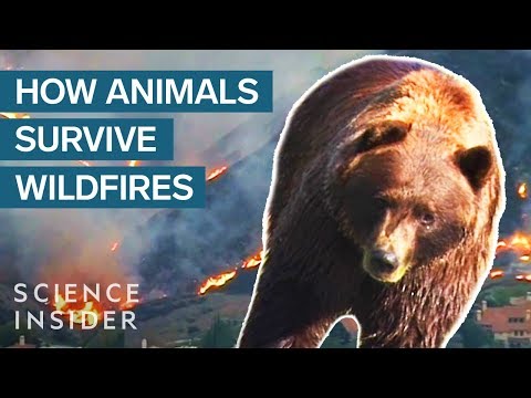 What happens to animals during a fire?