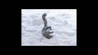 雪で遊ぶ　エゾリス