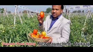 #Aviraaj #tomato #Syngenta, Best Productive Tomato Hybrid: Aviraaj launched by Syngenta India