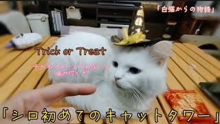 「シロ初めてのキャットタワー」猫なのに高いところが苦手？　トリック オア チャオちゅーる！　「白猫からの物語」