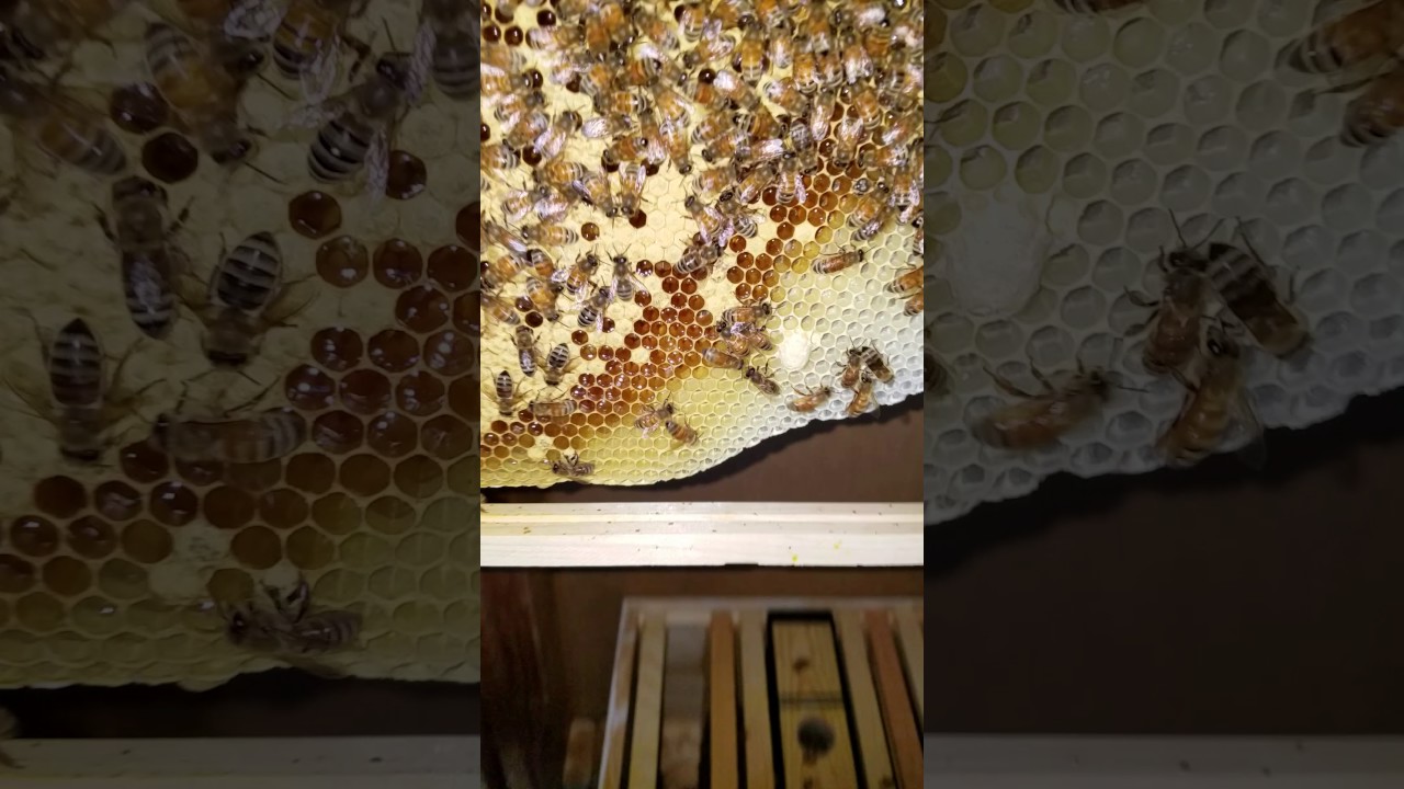 Hive Inspection Of My Test Split Hive 6 23 2017 Youtube