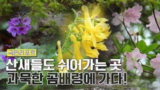 '천상의 화원'이라 불리는 지상낙원 '곰배령'으로 오세요♥ [국민리포트]