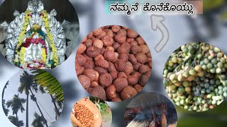 ನಮ್ಮನೆ ಕೋನೆಕೊಯ್ಲು.. | Arecanuts | ಅಡಿಕೆ | #Arecanuts#malenadu  #Agriculture # ಕೊನೆ ಕೊಯ್ಲು