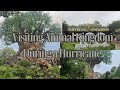 Experiencing Animal Kingdom During a Hurricane|| *DCP Diaries*