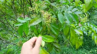 Đặc điểm nhận biết cây mắc mật
