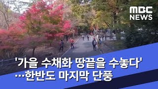 '가을 수채화 땅끝을 수놓다'…한반도 마지막 단풍 (2019.10.31/뉴스투데이/MBC)