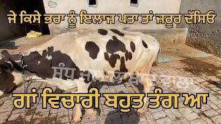 ਗਾਂ ਦਾ ਬਹੁਤ ਬੁਰਾ ਹਾਲ ਆ ਦੇਖ ਕੇ ਤਰਸ ਆਉਂਦਾ #youtube #animals #cowvideos #punajbi