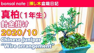 真柏（1年生）針金掛け／2020.10｜Chinese juniper “Wire arrangement”【挿し木盆栽日記／bonsai】