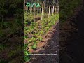 இயற்கை வழி வேளாண்மையில் பாகல் கொடிகள் bittergourd vines in organic farming...