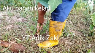 42 bagi baja keladi, tuai keladi dapat 15kg  #asmr#usahawanmuda#agriculture