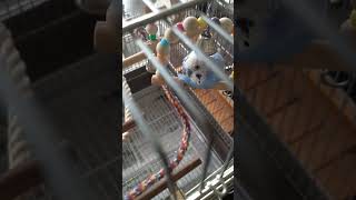 お昼寝から起きた可愛すぎるインコだよー🦜#shorts#parakeet