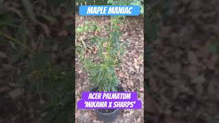 Acer palmatum ‘Mikawa X Sharps’ from Mrmaple.com 🔥🔥🍁🍁 #mrmaple #japanesemaple #garden