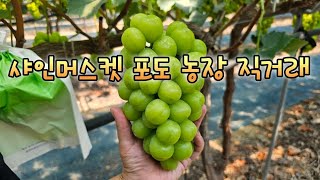 샤인머스켓 포도 농장 직거래 소개합니다🍇