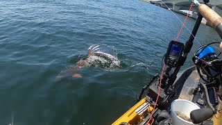 Catching fish while surrounded by huge tarpon