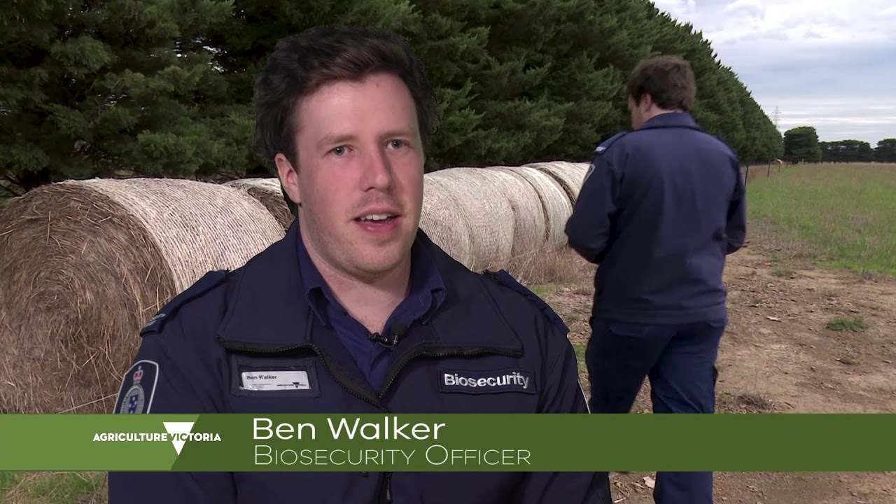 Working As A Biosecurity Officer - YouTube