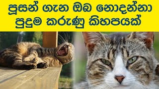 පූසන් ගැන ඔබ කිසිදා නොඇසු පුදුම හිතෙන දේවල් | Amazing facts about cats |#wishmitha_gaweshaka