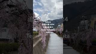 Sakura 2024追櫻計劃#116，日本山形県天童市倉津川。Tendo Yamagata, Japan