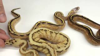 Ball Python 2015 Production Update- Part 1