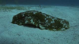 The Sea Cucumber Eats, Poops and Breathes Through a Cloaca