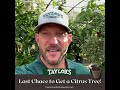 last chance for citrus trees from taylor s landscape supply