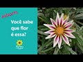 VOCÊ SABE QUE FLOR É ESSA? #SHORTS