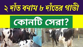 ২ দাঁত বনাম ৮ দাঁতের গাভী কোনটি সেরা? goru palon Bangladesh | সিরাজ ডেইরি ফার্ম | gorur khamar bd