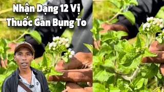 Bác Sĩ Trả Về Chia Sẽ 12 Vị Thuốc Sơ Gan Bụng To .!