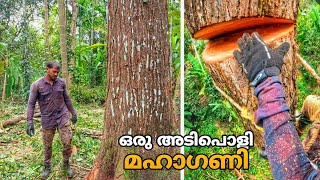 ഒരു അടിപൊളി മഹാഗണി മുറിക്കുന്നത് കണ്ടാലോ 😍🌳 | Biggest tree cutting|  Village woodpecker