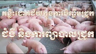 Pig Raising Technique End ជំងឺតែងកើតមានលើជ្រូកនិងការព្យាបាល