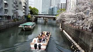 桜花爛漫の美を仰ぐ 大岡川の桜とみなとみらい絶景クルーズ