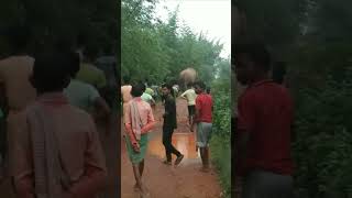 ramlal #elephant #nature #elephantattack #wildelephant #forest #animal