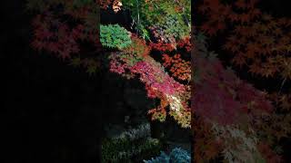 【Zen Japan meditation】Late autumn, the beauty of Japan【禅の瞑想】「晩秋、日本の美」