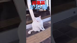 あの凶暴猫のカリン様が近づいた猫ちゃんにキレました‼️#shorts