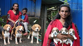 ദേവികയുടെ കിടിലൻ ബീഗിൾ കെന്നൽ |Top quality Beagle dogs|dog sale Kerala|puppy sale|kennel