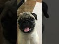 【パグ】pug ベロが可愛いぃベビパグ★ちゃびん♪