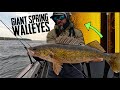 CRUSHING  GIANT Spring Walleyes CASTING  & TROLLING!